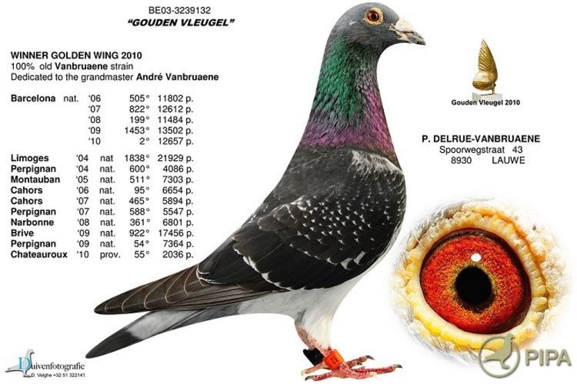 BE03-3239132i - 8 Patrick Delrue Vanbruaene