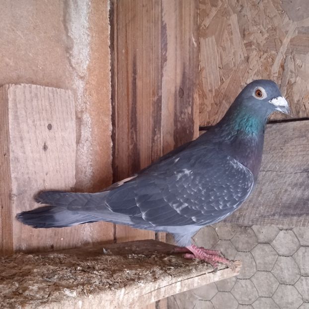 M 17-930....-10 lei(Calin Mihai-Sacuieni) - Porumbei vanduti