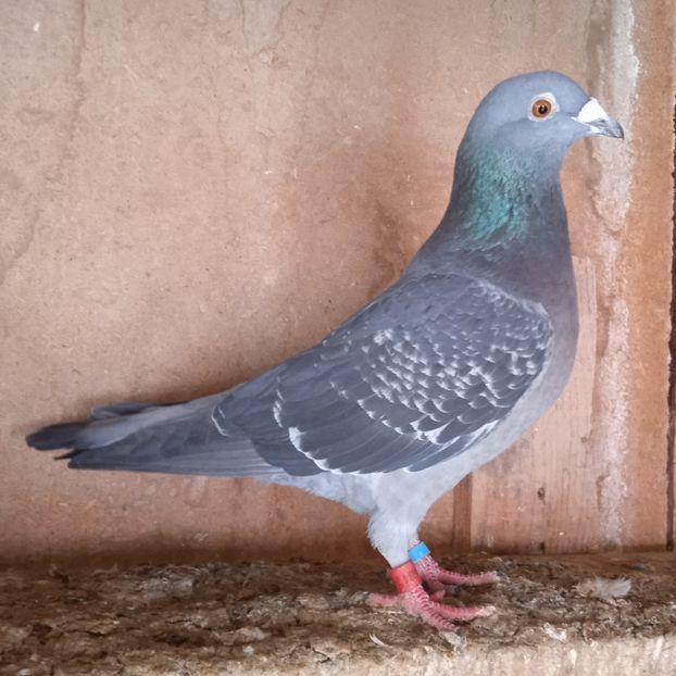 Mascul 22-634 - Porumbei vanduti