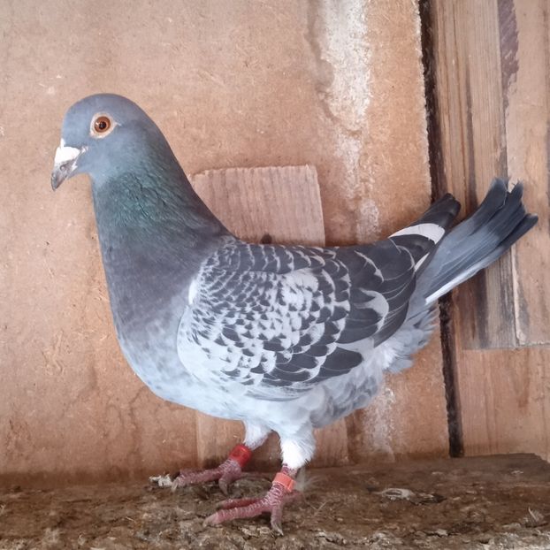 Mascul 22-504 - Stropit