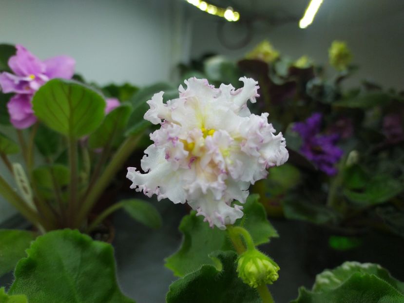 4 februarie 2024 - Dn Kiyivski Kashtani