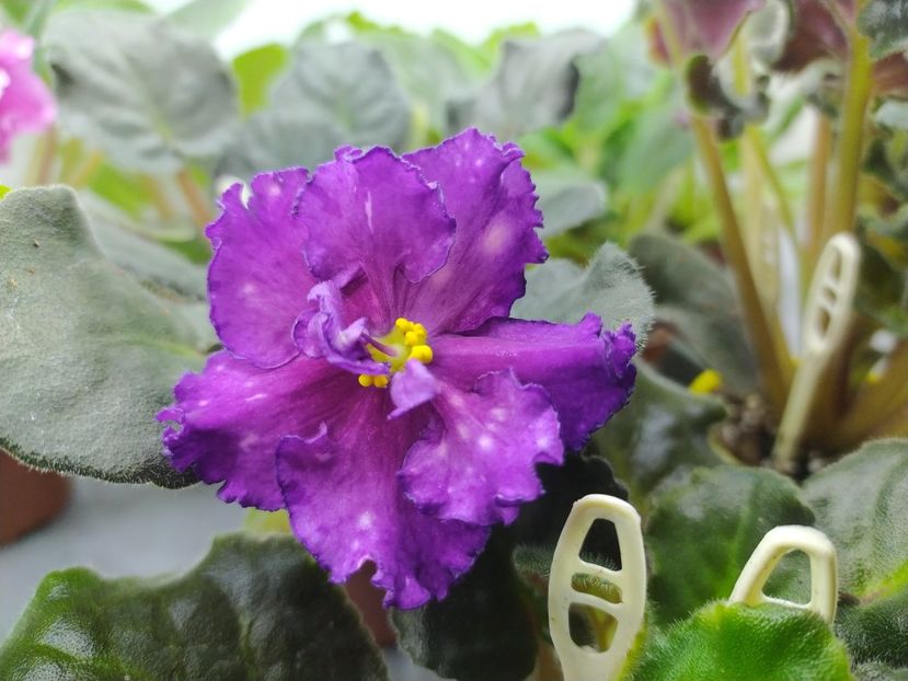 4 februarie 2024 - Dn Zori Zapalali