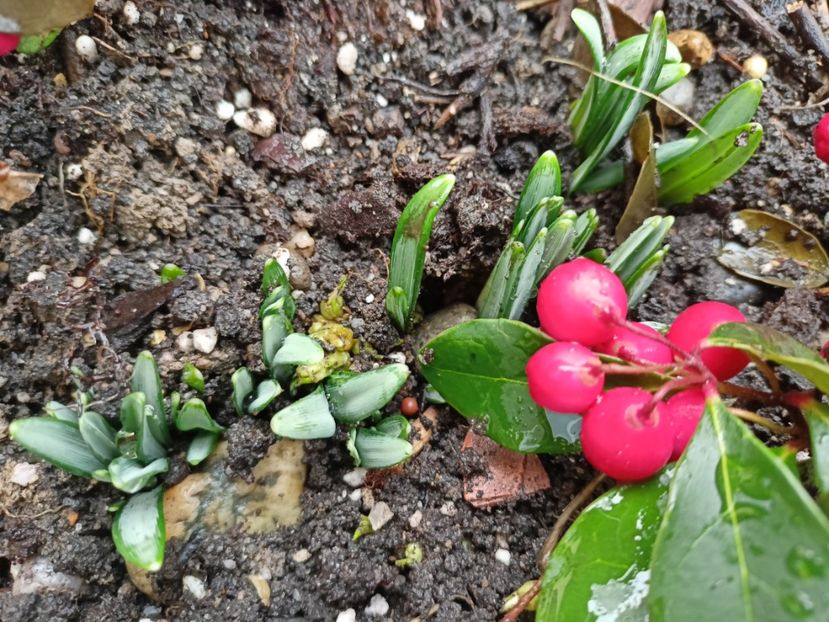 Gaultheria procumbens - Grădina 2024