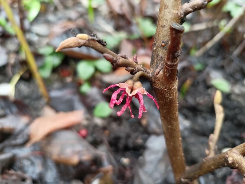 Hamamelis Amethyst - Grădina 2024