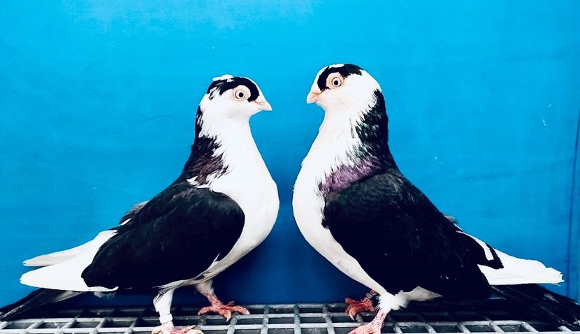 Perechea  17 - B - Perechi 2024