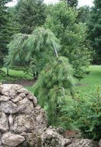 strobus pendula - Aduc Pinus si alte conifere raritati 100