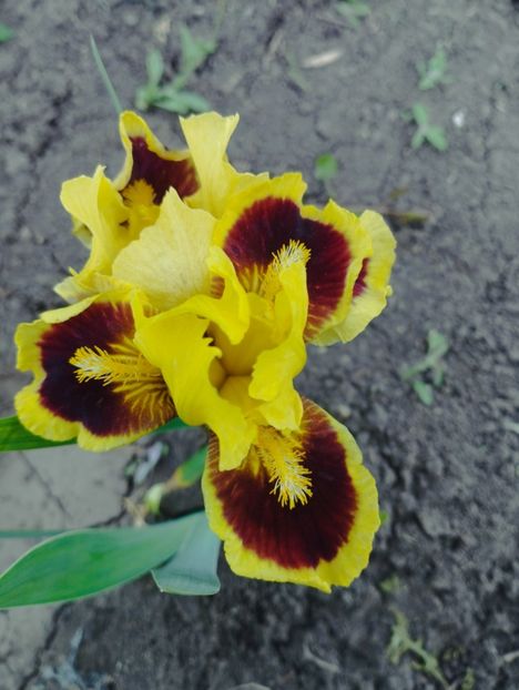  - Iriși