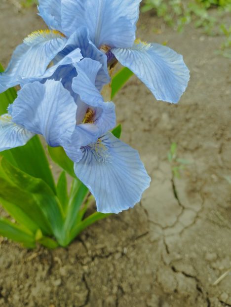  - Iriși