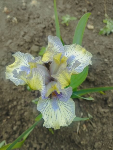  - Iriși