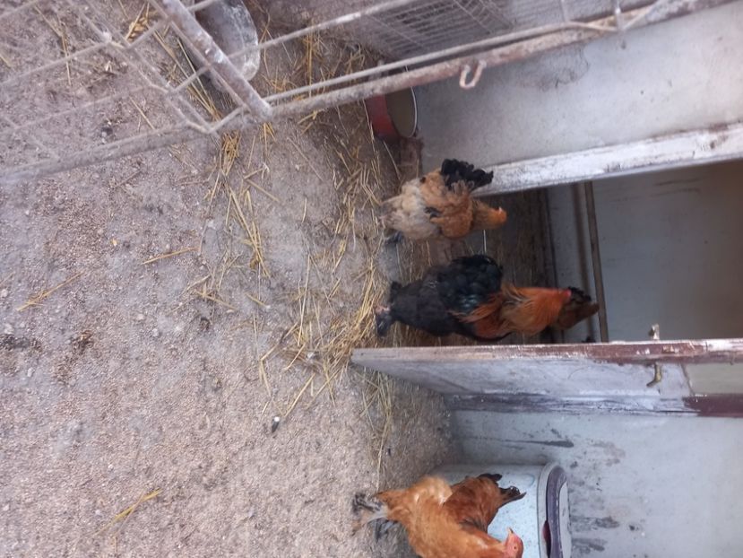  - Matcă găini brahma columbia 2024