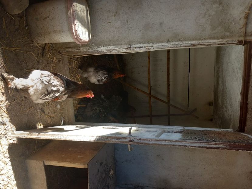  - Matcă găini brahma albastru 2024