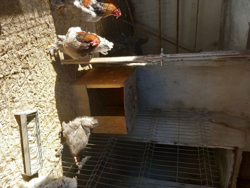  - Matcă găini brahma albastru 2024