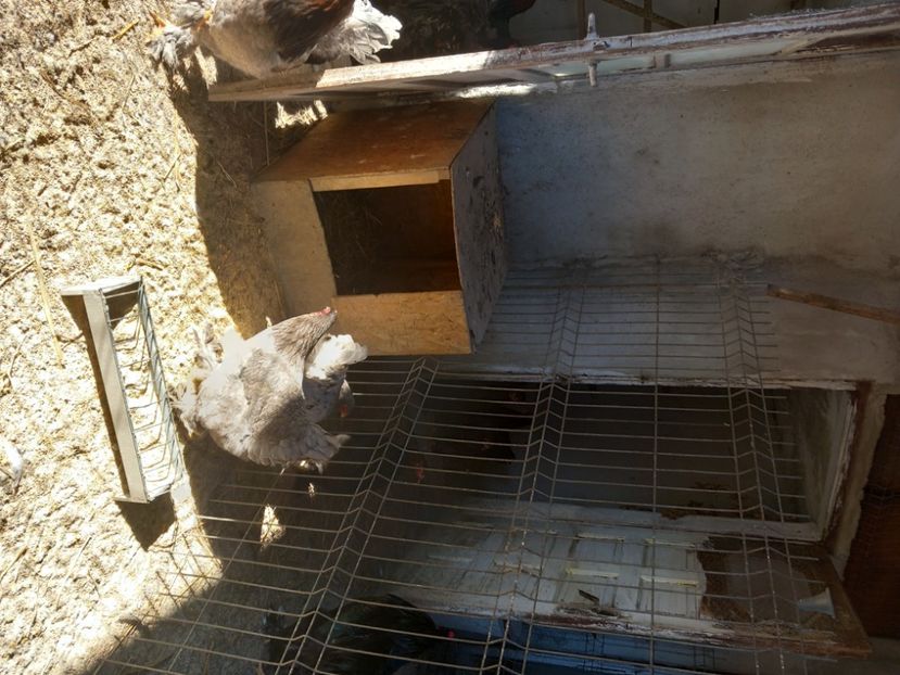  - Matcă găini brahma albastru 2024