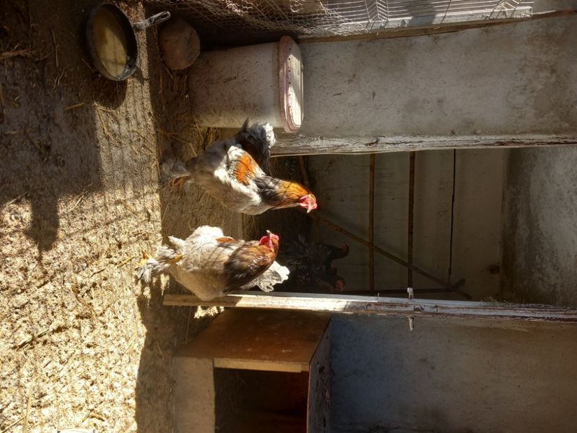  - Matcă găini brahma albastru 2024