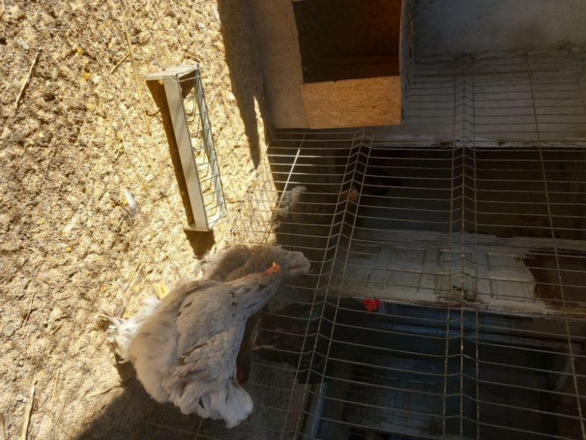  - Matcă găini brahma albastru 2024