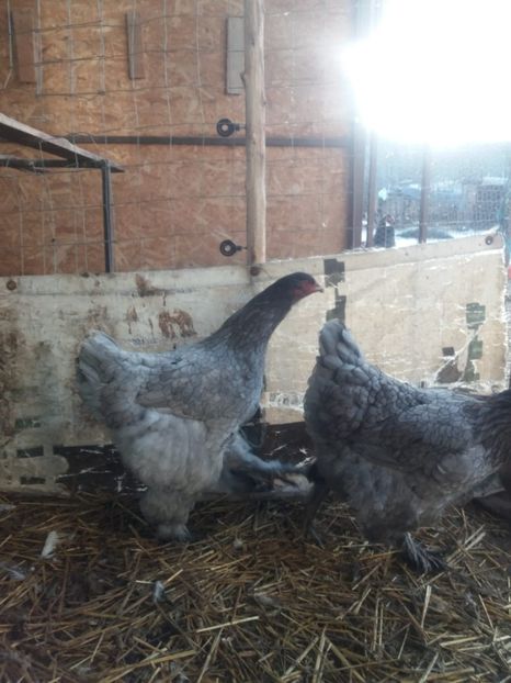 IMG-20240127-WA0007 - Matcă găini moțate olandeze 2024