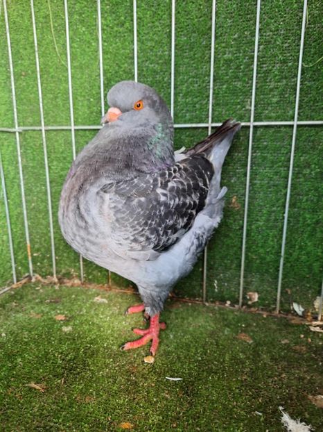 0-1 rezervata - King 2023