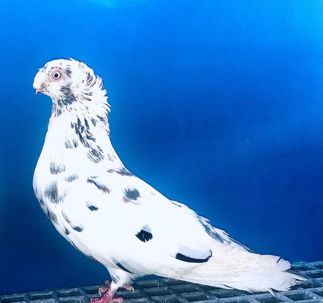 17078  Mascul  2023 - Plecați ALBUM 4