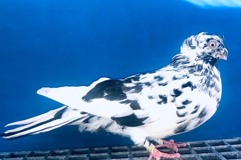 17052  Femelă  2023 - Plecați ALBUM 4