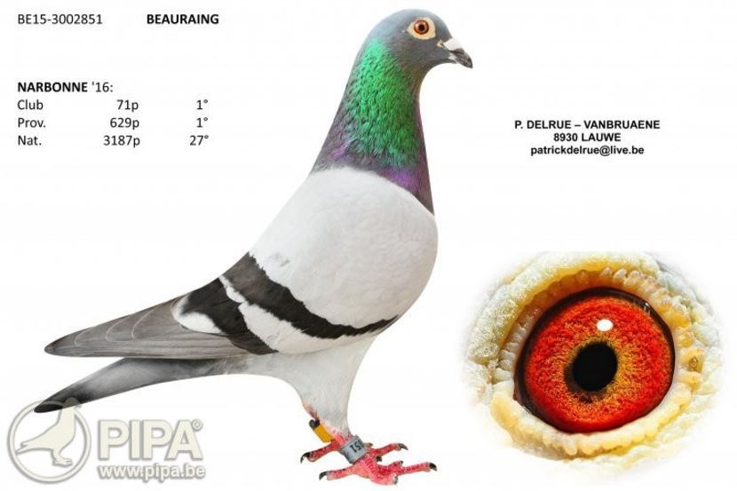 be15-3002851-foto (1) - 8 Patrick Delrue Vanbruaene