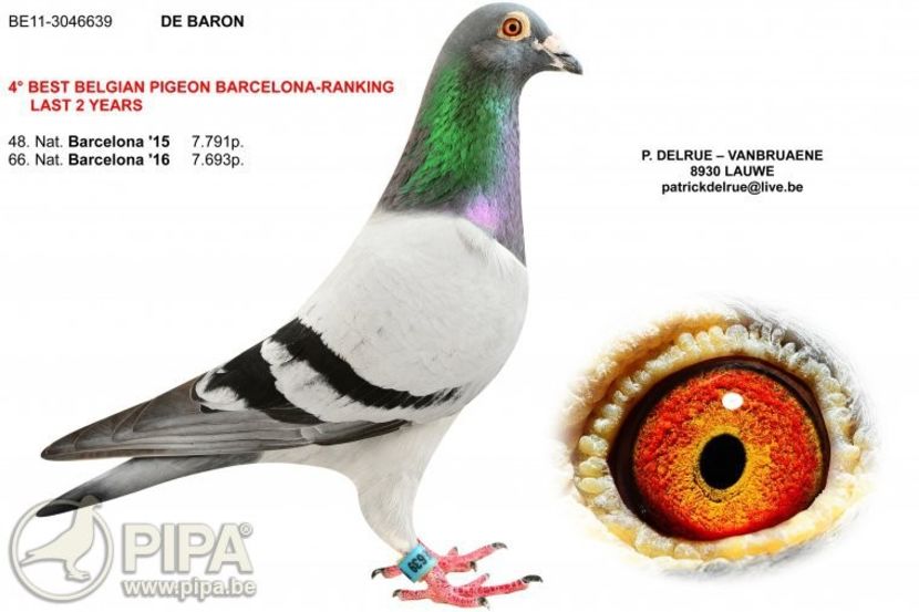 be11-3046639-foto (1) - 8 Patrick Delrue Vanbruaene