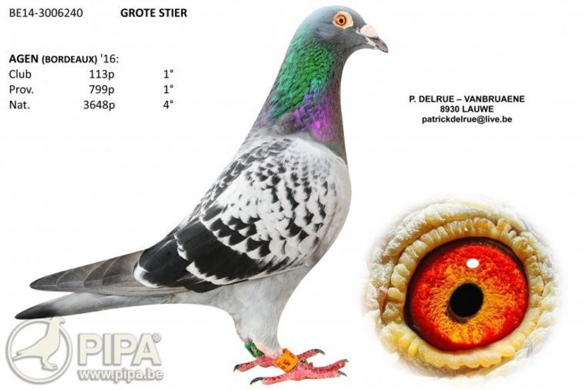 be14-3006240-foto - 8 Patrick Delrue Vanbruaene