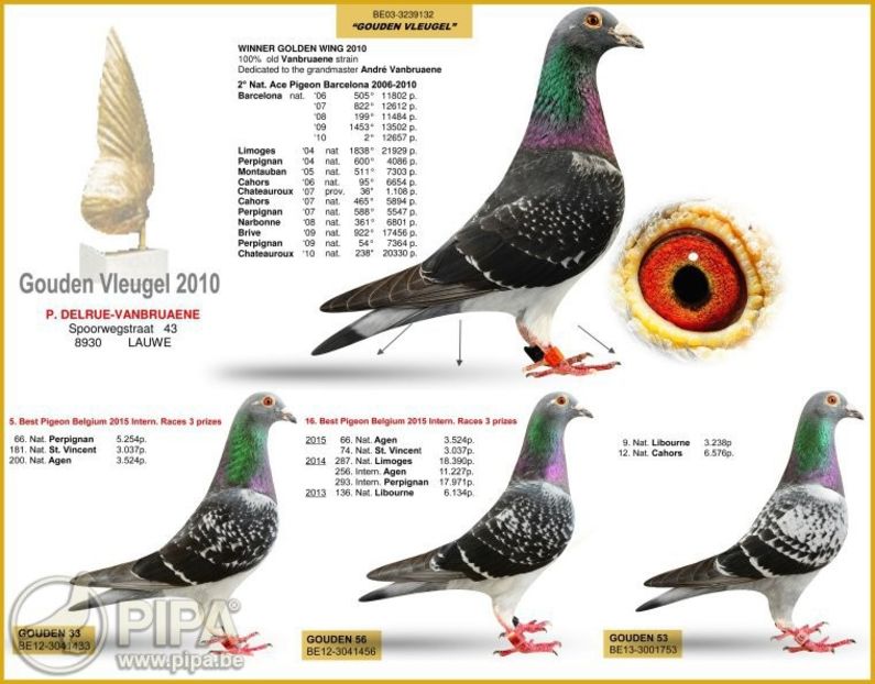 collage_gouden_vleugel_2015_0 - 8 Patrick Delrue Vanbruaene