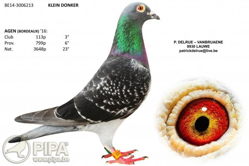 be14-3006213-foto - 8 Patrick Delrue Vanbruaene