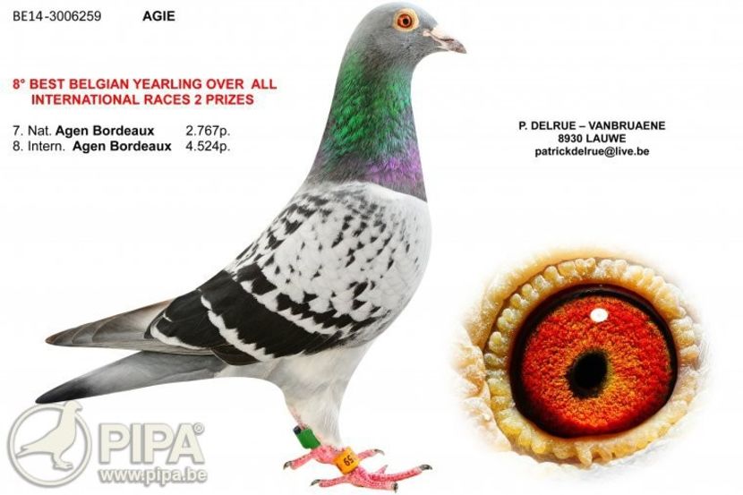 be14-3006259-agie - 8 Patrick Delrue Vanbruaene