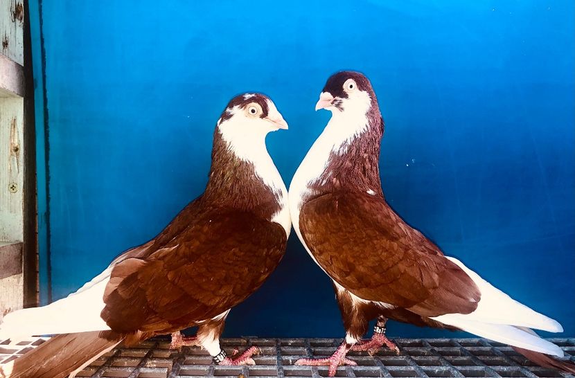 Perechea  60 - B - Perechi 2024