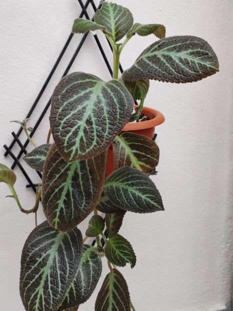  - Episcia ADAM S RIB