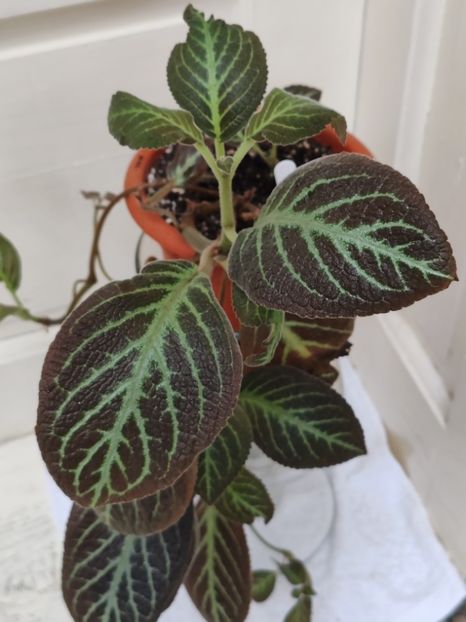  - Episcia ADAM S RIB