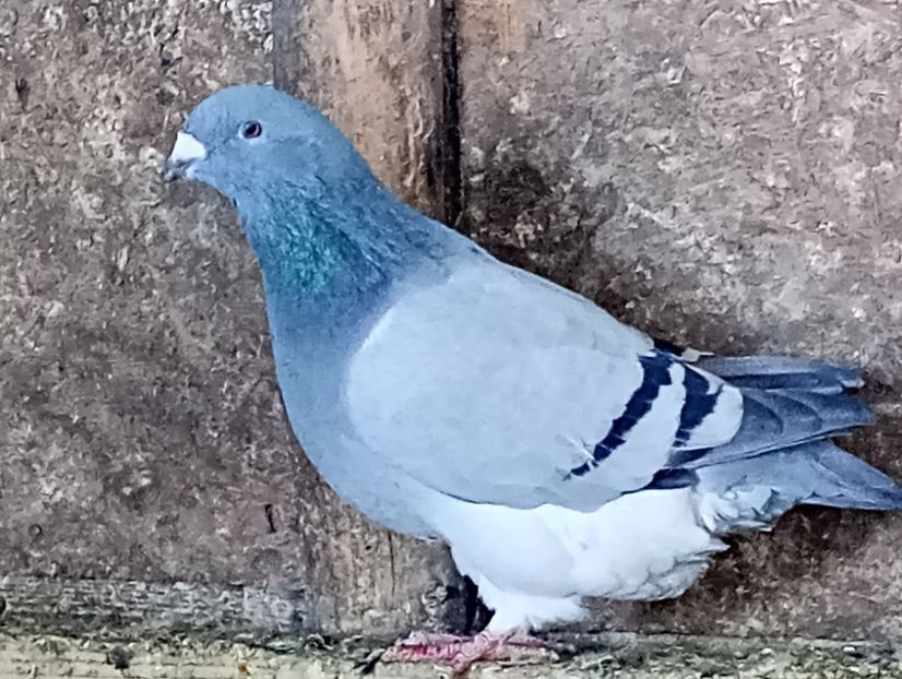  - Porumbei standard