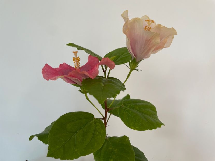  - 001 - Hibiscusi 2024 - 1