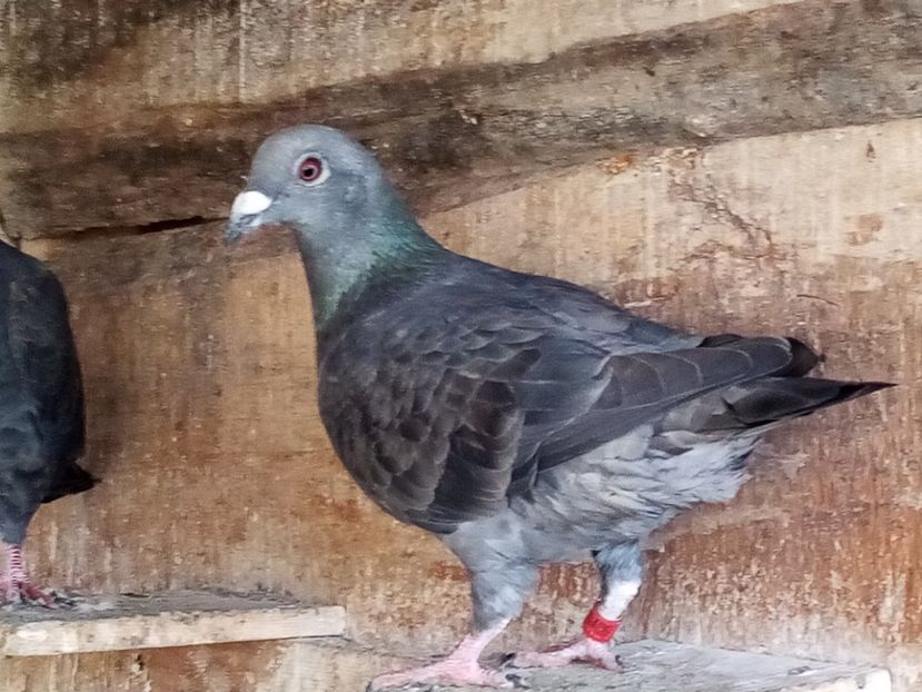 Femelă-2023 - Arhiva-amintiri