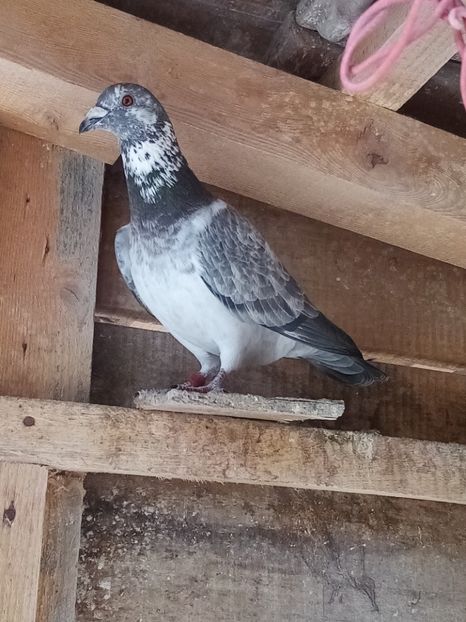 Mascul-2023. - Arhiva-amintiri