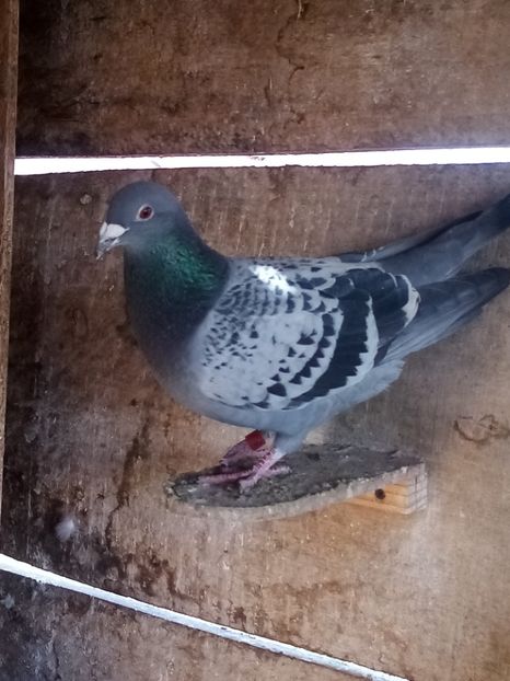 Mascul-2023. - Arhiva-amintiri