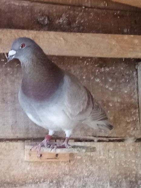 Mascul-2023. - Arhiva-amintiri