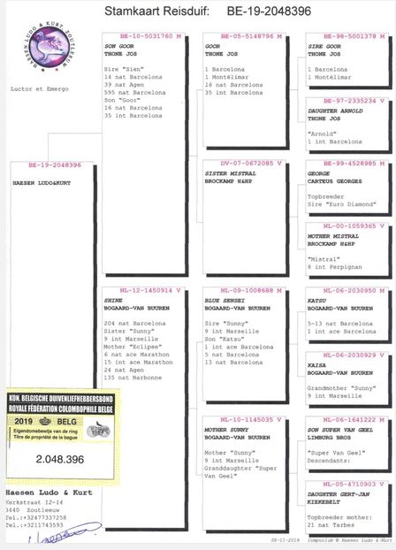 Pedigree NEW GOOR - NEW GOOR - Original Ludo Haesen nepot GOOR 16 nat Barcelona Jos Thone
