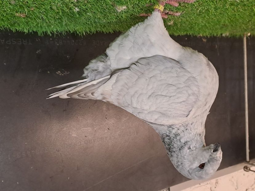  - Matca masculi 2024