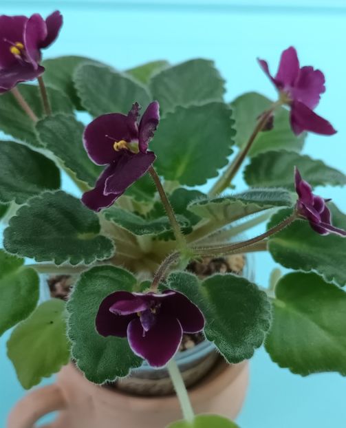  - Mac s Glacial Grape