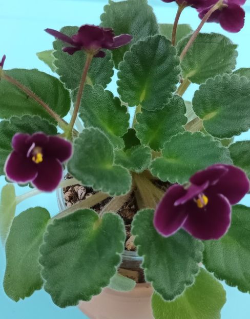  - Mac s Glacial Grape