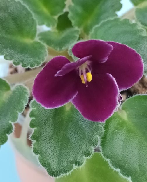  - Mac s Glacial Grape