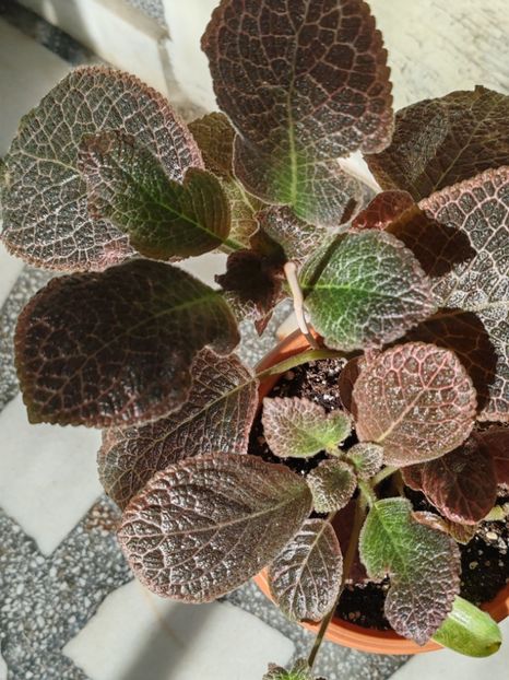  - Episcia KEE WEE