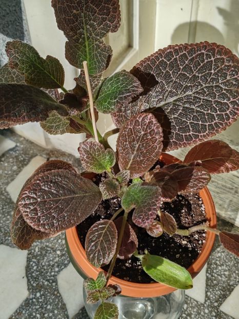  - Episcia KEE WEE