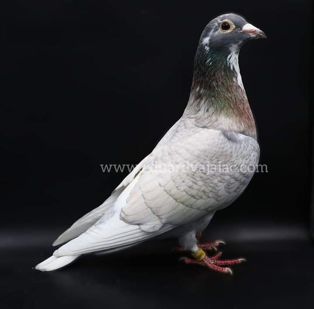  - Nu îmi aparțin 7