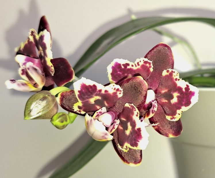  - Phalaenopsis 2