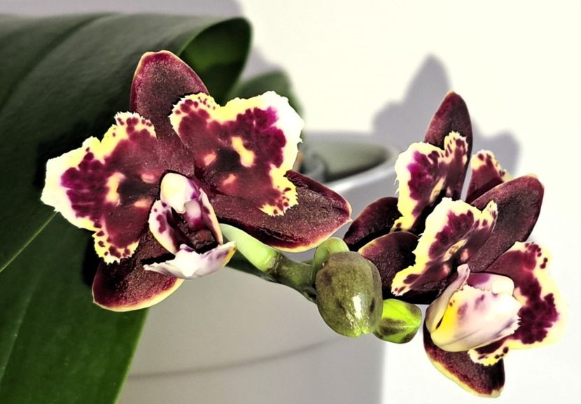 Brother Sara Gold × Sun Raise Red Proletariat - Phalaenopsis 2