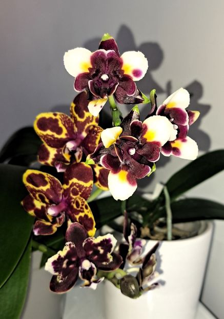  - Phalaenopsis 2