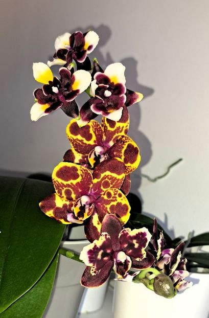  - Phalaenopsis 2